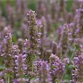 Agastache rugosa