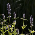 Agastache rugosa 'Little Adder'