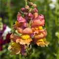 Antirrhinum majus