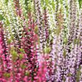 Calluna vulgaris Trio-Girls®