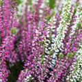 Calluna vulgaris Twingirls®