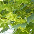 Acer platanoides