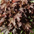 Acer platanoides 'Crimson King'