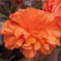 Begonia x tuberhybrida, orange