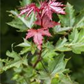 Acer platanoides 'Crimson Sentry'