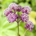 Astrantia major, rosarot