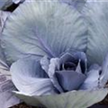 Brassica oleracea var. capitata f. rubra 'Marner Lagerrot'