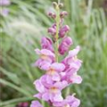 Antirrhinum majus 'Rocket'