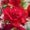 Begonia x tuberhybrida, rot