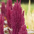 Amaranthus caudatus