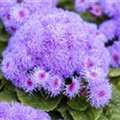 Ageratum houstonianum