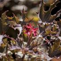 Acer platanoides 'Faassen´s Black'