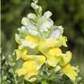 Antirrhinum majus, gelb