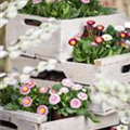 Bellis perennis