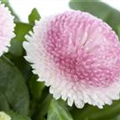 Bellis perennis, rosa