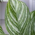 Aglaonema commutatum 'Stripes'