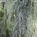 Cedrus libani 'Blue Fountain'