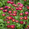 Bellis perennis 'Tasso'