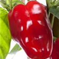 Capsicum annuum