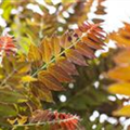 Ailanthus altissima