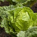 Brassica oleracea var. capitata var. sabauda 'Typ Vorbote'