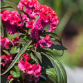 Celosia argentea 'Hot Topic'®