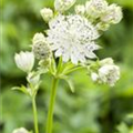 Astrantia major, weiß