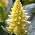 Celosia argentea