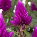 Celosia argentea 'Deep Purple'