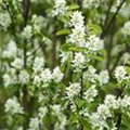 Amelanchier alnifolia 'Northline'