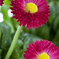 Bellis perennis, rot