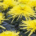 Chrysanthemum indicum 'Golden Spider'