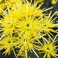 Chrysanthemum indicum 'Spider'