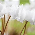 Cyclamen hederifolium 'Album'