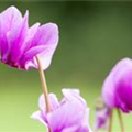 Cyclamen hederifolium f. roseum