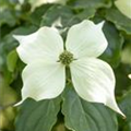 Cornus kousa 'Venus'®