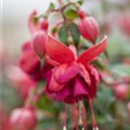 Fuchsia 'Jollies'®