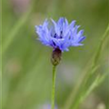 Centaurea cyanus