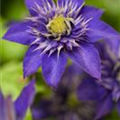 Clematis 'The President'®