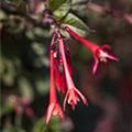 Fuchsia 'Koralle'