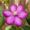 Clematis 'Ville de Lyon'