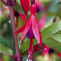 Fuchsia magellanica