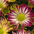 Chrysanthemum indicum 'Rainbow'