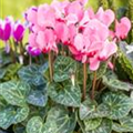 Cyclamen persicum 'Out-Land'