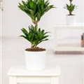 Dracaena fragrans