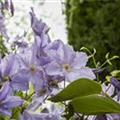 Clematis viticella 'Blue Angel'