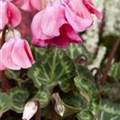 Cyclamen persicum 'Petticoat'