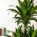 Dracaena fragrans 'Compacta'