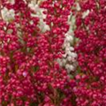 Erica gracilis 'Hessenmädchen'