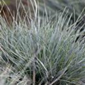 Festuca cinerea 'Azurit'